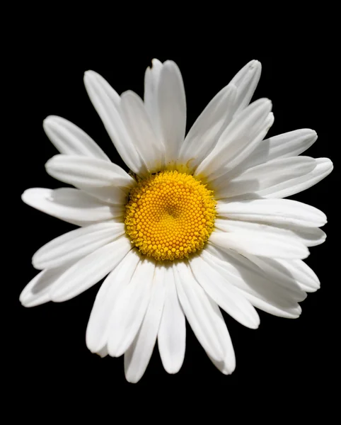 Chamomile — Stock Photo, Image