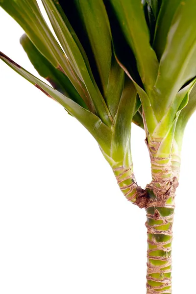 Dracaena — Stock Photo, Image