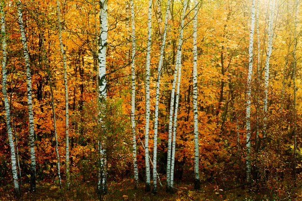 Höst skog — Stockfoto