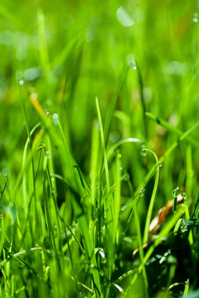 Morning drops — Stock Photo, Image