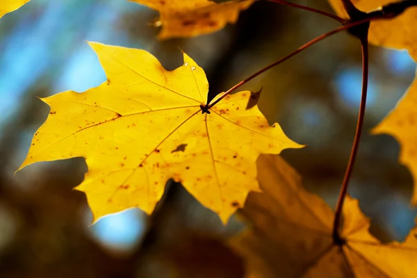 Hojas de otoño — Foto de Stock