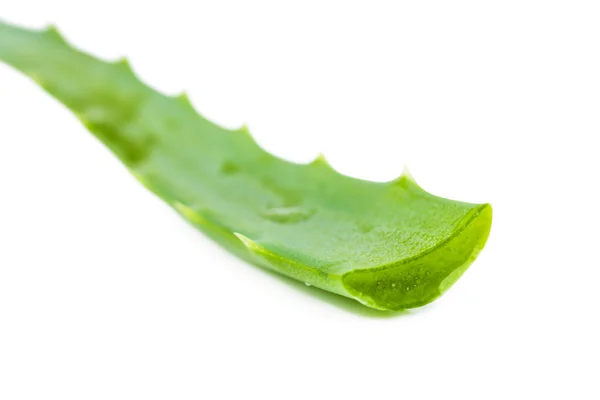 Foglia di aloe — Foto Stock