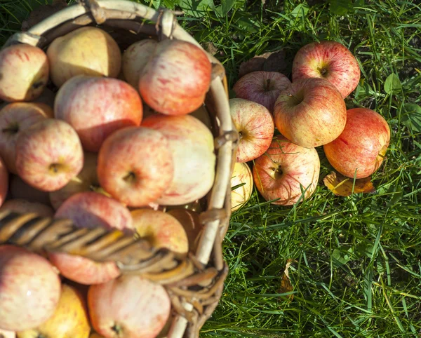 Manzanas en una canasta —  Fotos de Stock