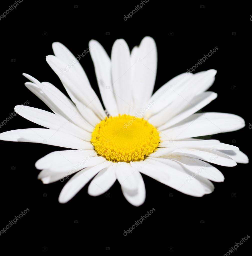 Camomile