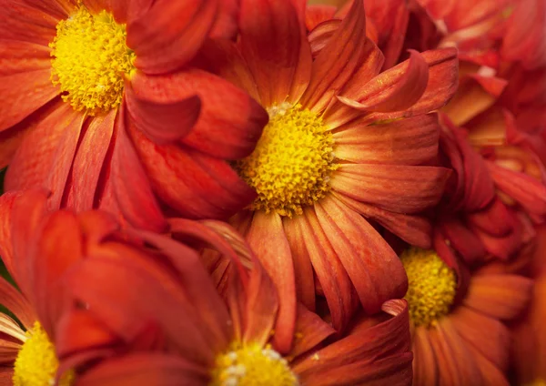 Chrysanthemum in a basket — Stock Photo, Image