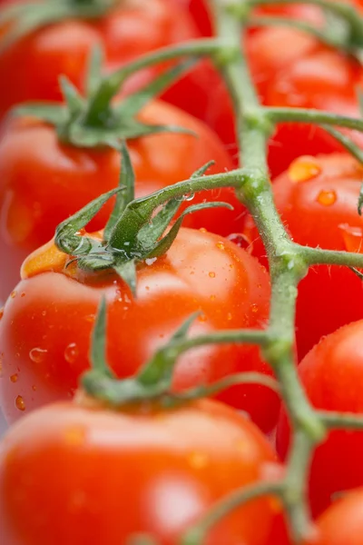 Tomates — Fotografia de Stock