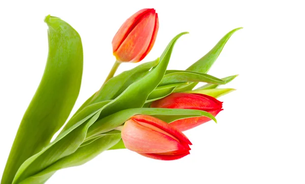 Tulpen — Stockfoto