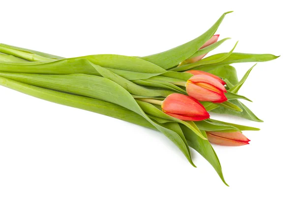 Tulipani — Foto Stock