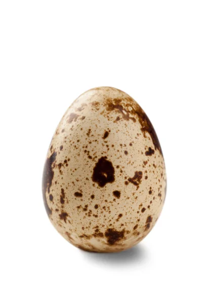Αυγό ορτυκιού — Φωτογραφία Αρχείου