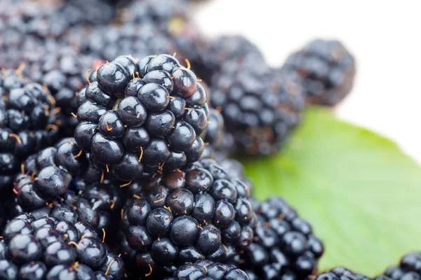 Brombeeren — Stockfoto