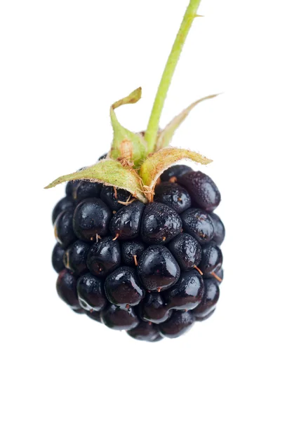 Blackberry — Stok fotoğraf
