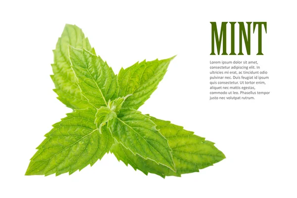 Mint leaves — Stock Photo, Image