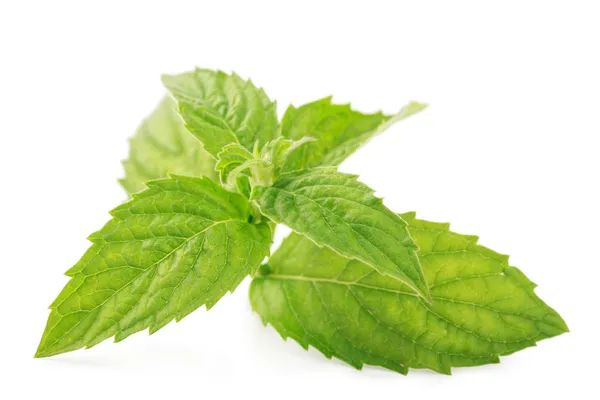 Mint leaves — Stock Photo, Image