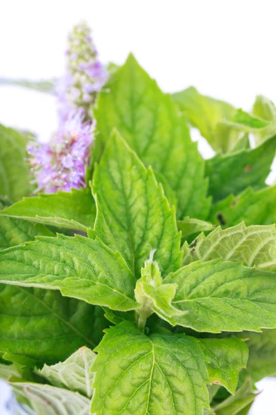 Mint leaves — Stock Photo, Image