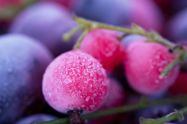 냉동된 딸기 — 스톡 사진
