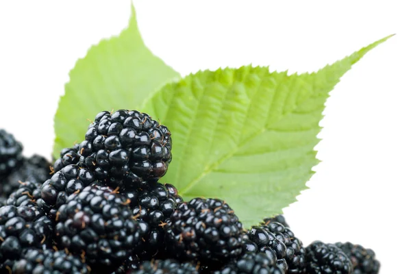 Brombeeren — Stockfoto