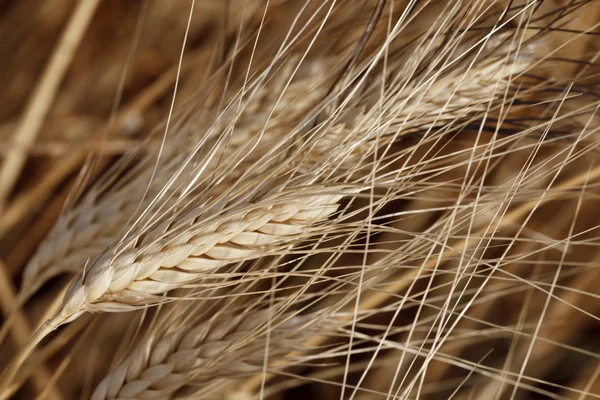 Wheat Field — Stock Photo, Image