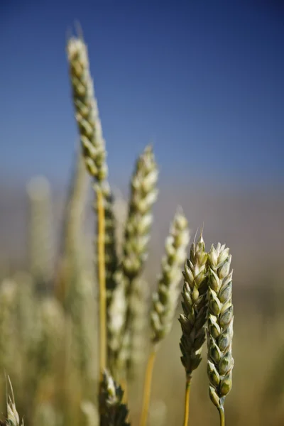 Wheat Field — Stock Photo, Image