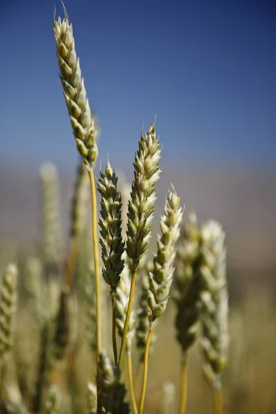 Wheat Field — Stock Photo, Image