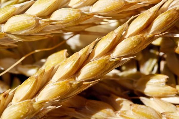 Wheat — Stock Photo, Image