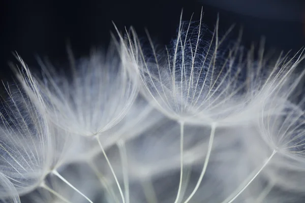 Dandelion menutup — Stok Foto