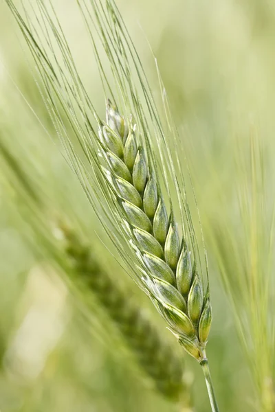 Wheat Field — Stock Photo, Image