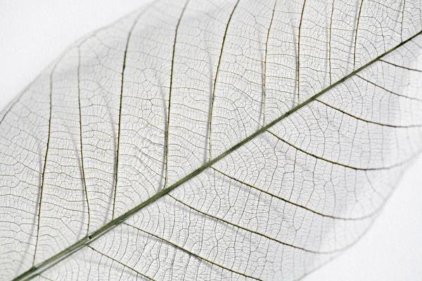 Dry leaf detail texture — Stock Photo, Image