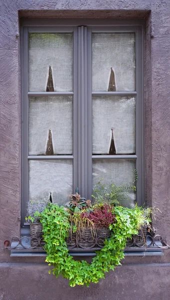 緑の植物と伝統的なウィンドウです。ベルギー — ストック写真