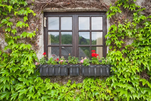 Vintage ventana con flores — Foto de Stock