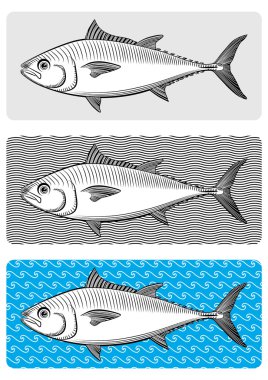 mavi yüzgeçli orkinos