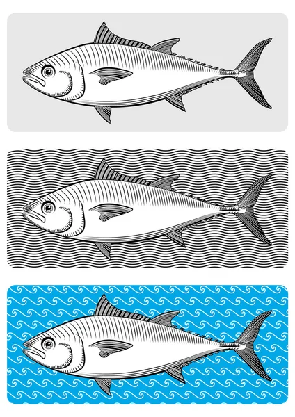 Bluefin-tuna — Stock Vector