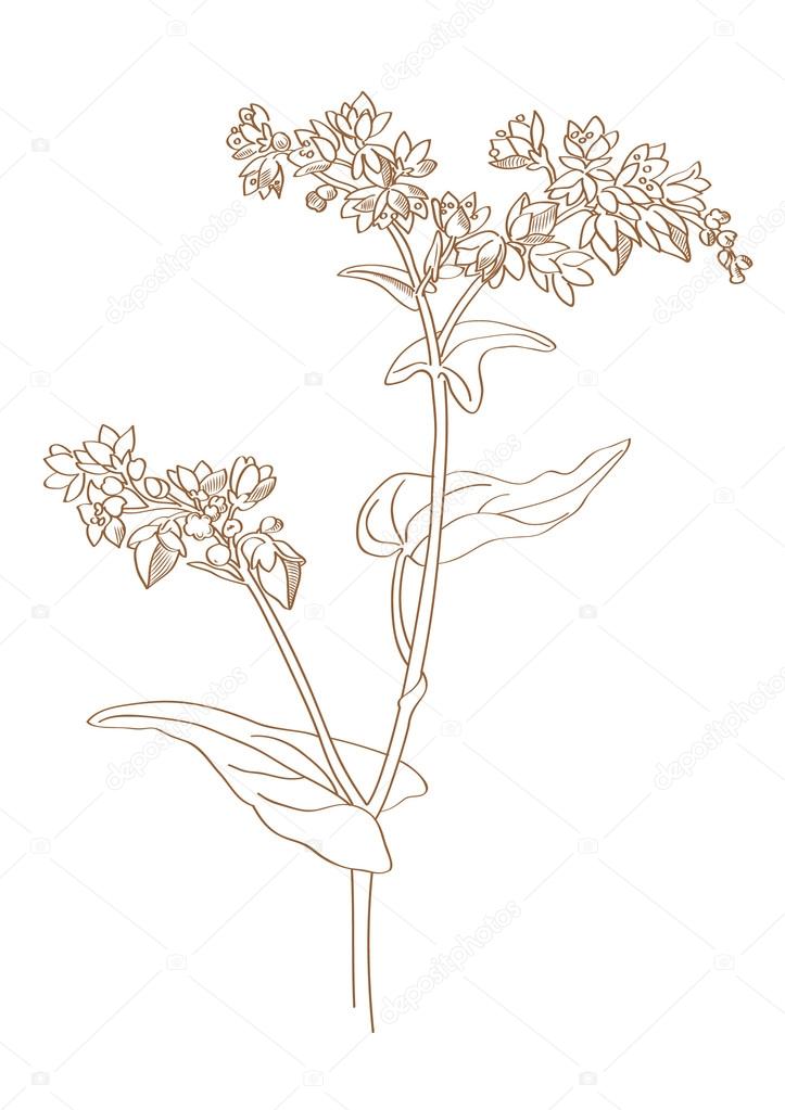 buckwheat-sketch