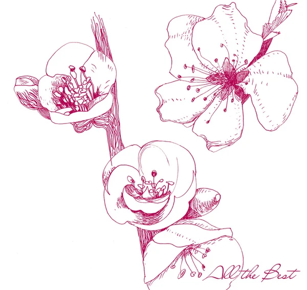 Cereza-flor-bosquejo-msg — Foto de Stock