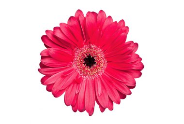 pembe gerbera