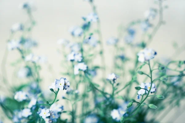 Forget-me-nots — Stockfoto