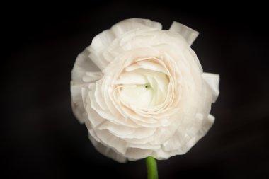 Beyaz Düğünçiçeği