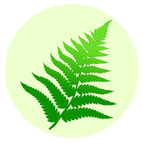 Hoja de helecho — Vector de stock