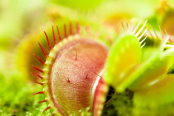 Venus flytrap — Fotografie, imagine de stoc
