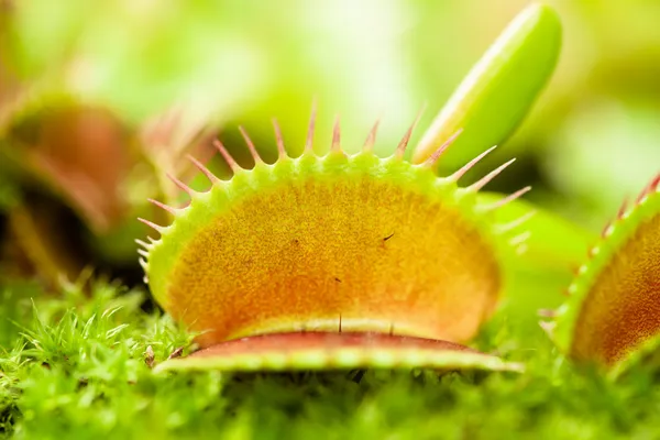 Daun Venus flytrap — Stok Foto