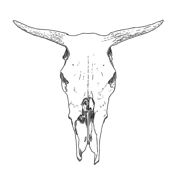 Koe schedel — Stockvector