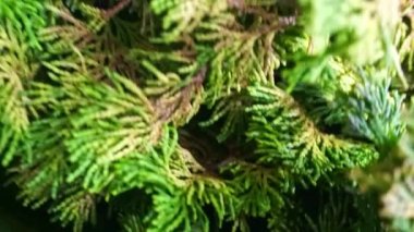 Thuja ya da Tuya kozalaklı ağaç yeşili arka plan