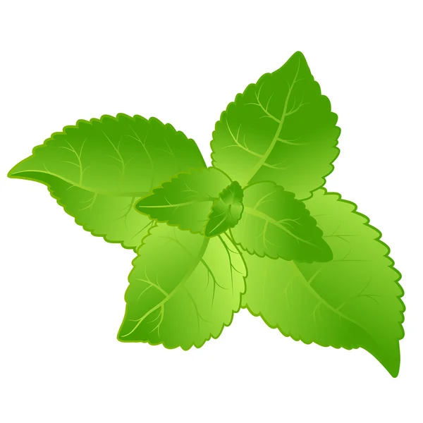 Φρέσκα φύλλα δυόσμου — Διανυσματικό Αρχείο