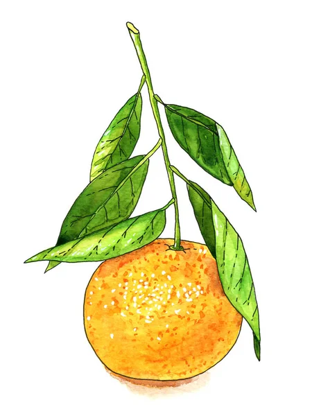 Met Hand Getekend Aquarel Mandarijn Fruit Schets Illustratie Geïsoleerd Boven — Stockfoto