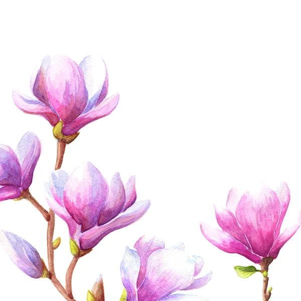 Handritade Akvarell Illustration Magnolia Eller Tulpanträd Grenar Med Rosa Blommor — Stockfoto