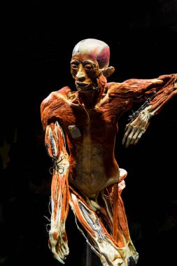 MOSCOW, RUSSIA - MAYIS 05, 2021: Kaplanmış cesetlerin sergilendiği ünlü anatomi sergisi Vücut Dünyaları. Tıbbi aletleri gösteren insan figürünün görüntüsü.