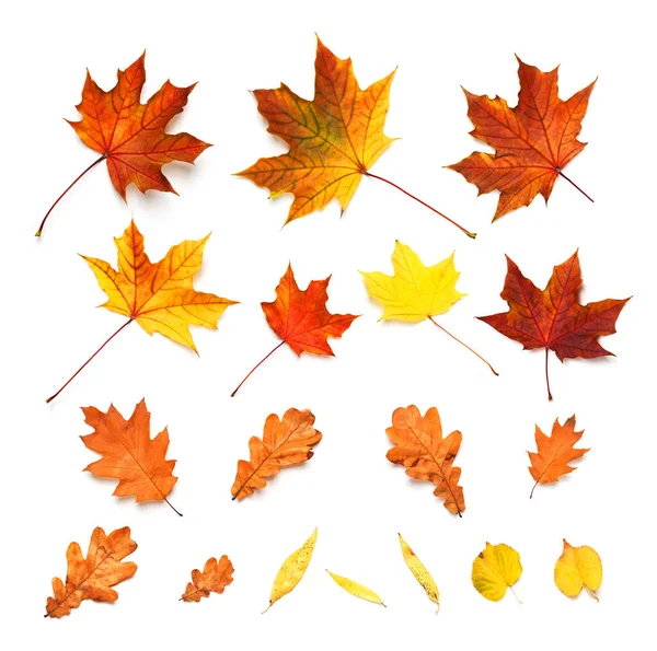 Verschiedene Herbstblätter Ahorn Eiche Linde Und Weißweide Isoliert Auf Weiß — Stockfoto
