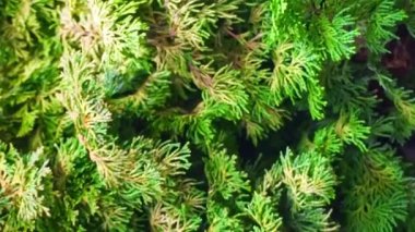 Thuja ya da Tuya kozalaklı ağaç yeşili arka plan