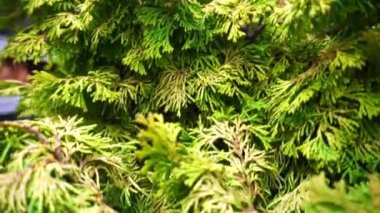 Thuja ya da Tuya kozalaklı ağaç yeşili arka plan