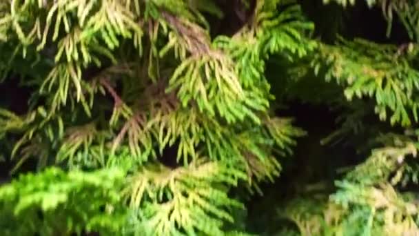 Thuja Tuya Conífera Árvore Verde Natureza Fundo — Vídeo de Stock