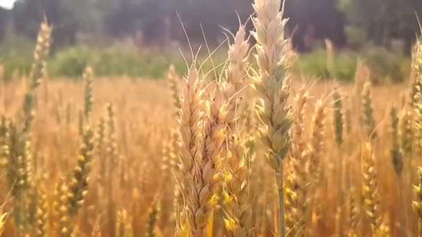 Campo Espigas Trigo Dorado Balanceándose Viento Primer Plano Cultivo Granos — Vídeos de Stock
